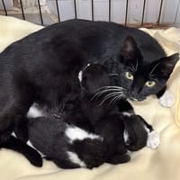 GAIA en famille relais, chatte à adopter