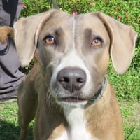 VELMA, chienne à adopter