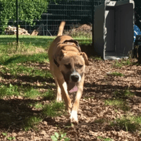 PONGO, chien à adopter