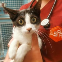 UKULELE, chat à adopter