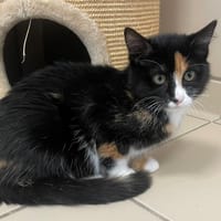 HALEY (réservé), chatte à adopter