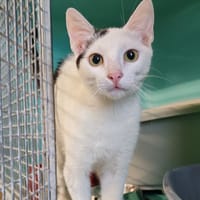 OREO, chat à adopter