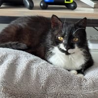 SHORTLEGS, chat à adopter