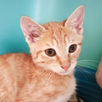 Tirou, chat à adopter