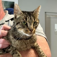LINDT, chat à adopter