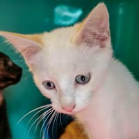 Blinou (réservé), chat à adopter