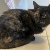 ELVIRA (réservé), chatte à adopter