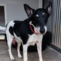 Lester, chien à adopter