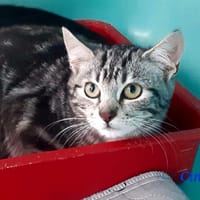 Cime, chat à adopter