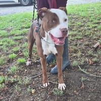 BROLY, chien à adopter