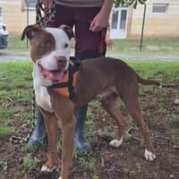 BROLY (réservé), chien à adopter