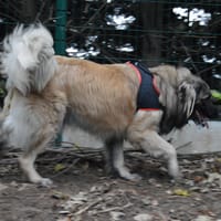 SIMBA CHAO, chien à adopter