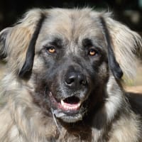 SIMBA CHAO, chien à adopter