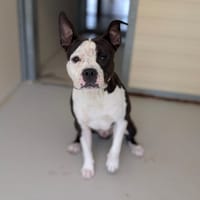 ANAKIN, chien à adopter