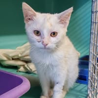 SLUSHY, chat à adopter