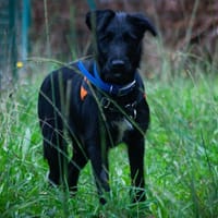 Mooglie, chien à adopter