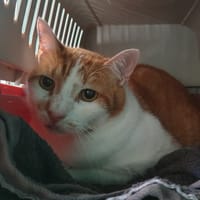 BANIA C, chat à adopter