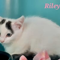 Riley, chatte à adopter