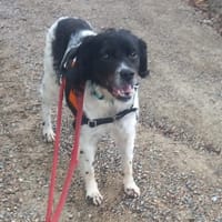 agathe, chienne à adopter