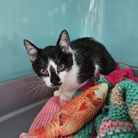 ROCKY, chat à adopter