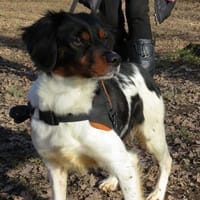 SIDNEY, chien à adopter