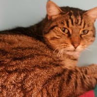 BARYTON, chat à adopter
