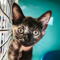 Tourette (réservée), chatte à adopter