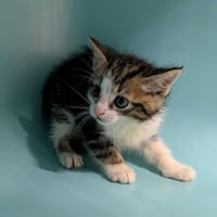 tito, chat à adopter