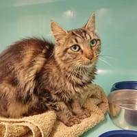 PISTACHE, chatte à adopter