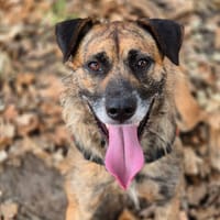 Ucky, chien à adopter