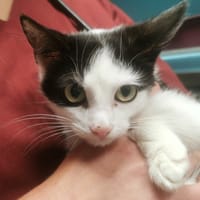 BINIOU, chat à adopter
