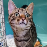 ROMY, chatte à adopter