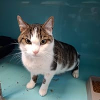 Yucca, chat à adopter