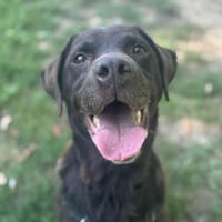 MILO OAA19858, chien à adopter