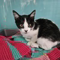 EMERAUDE, chatte à adopter