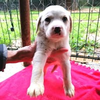 PEACH, chienne à adopter