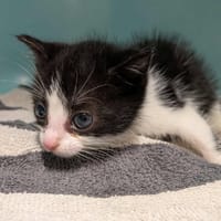 nina, chatte à adopter