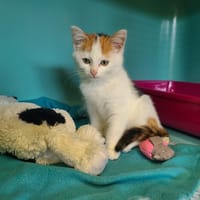 LOTUS, chatte à adopter
