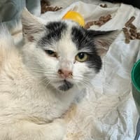 PINO, chat à adopter