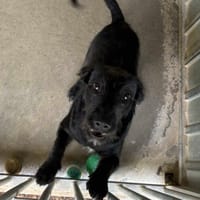 Foxy, chien à adopter