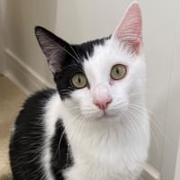 CHEVRE, chat à adopter