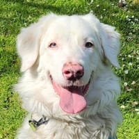 ICY, chienne à adopter
