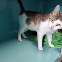 Groulette, chatte à adopter