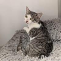 LUDI, chat à adopter