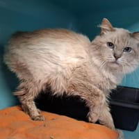 Silver, chat à adopter