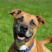 JUNIOR CHAO, chien à adopter