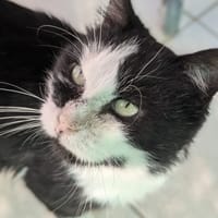 Fantasio, chat à adopter