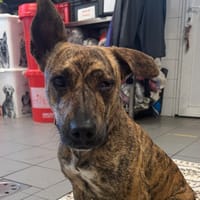 VALERIE, chienne à adopter