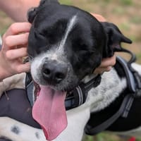 VOLT VAA, chien à adopter