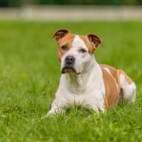 MAÏNNA OAA19197, chienne à adopter